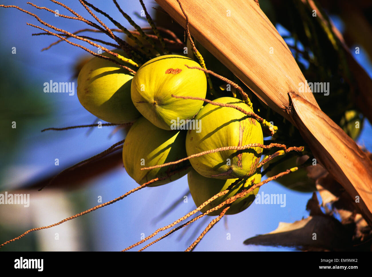 Hawaii, Cluster Of Ripe Coconuts Hanging From A Palm Tree Stock Photo ...