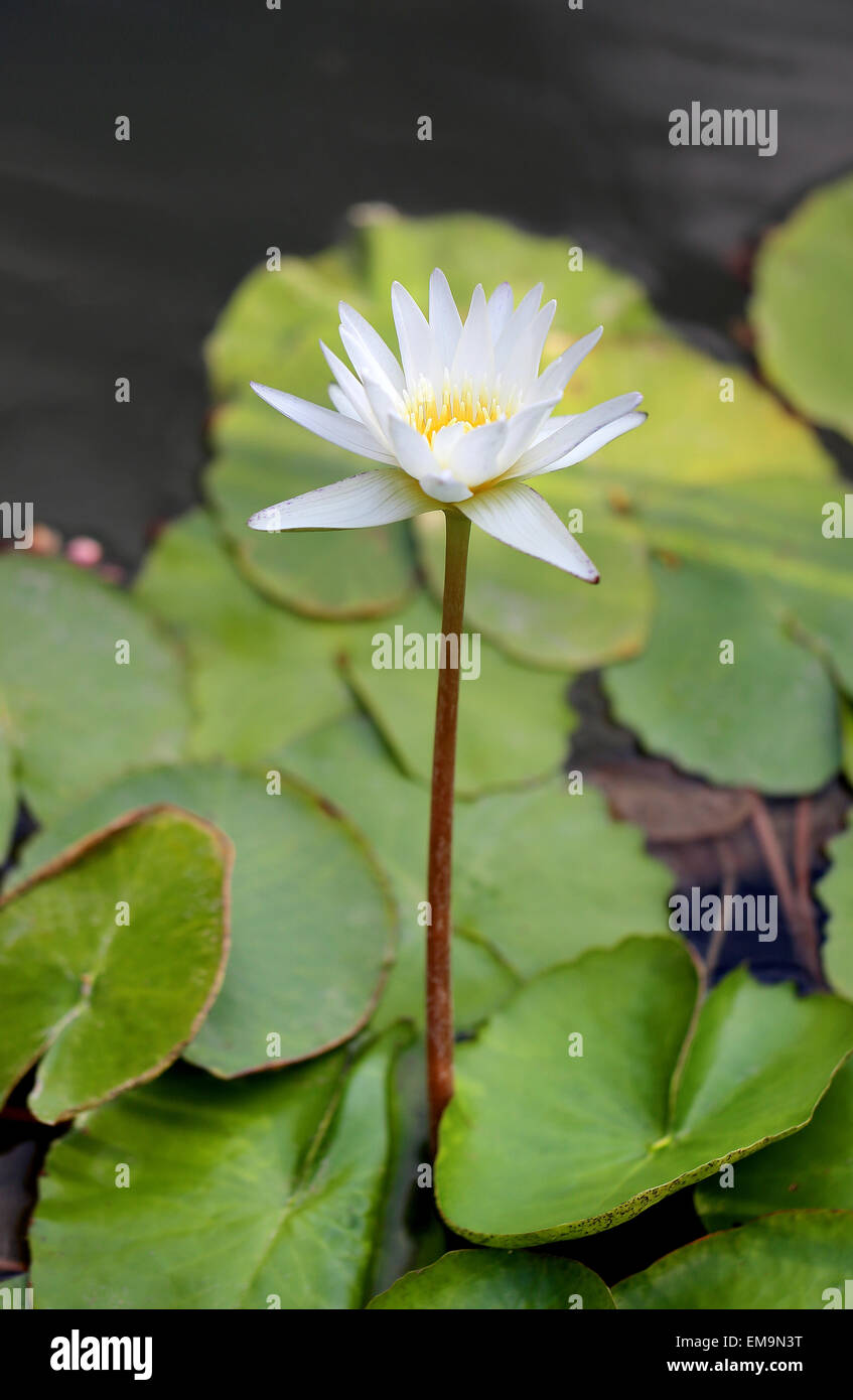 gentle full-blown white lily in the pond Stock Photo