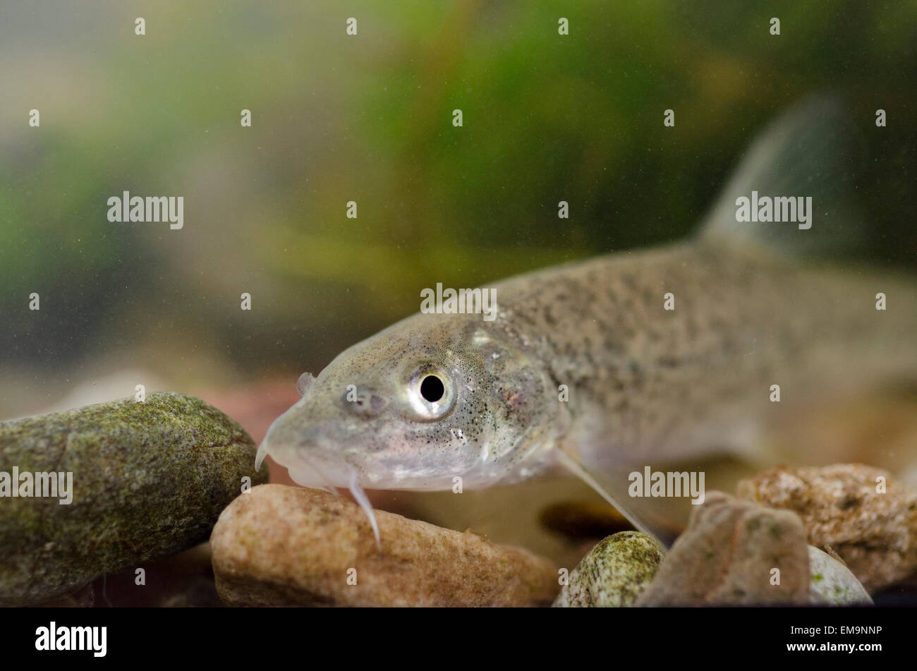 Young barbel on the riverbed Stock Photo