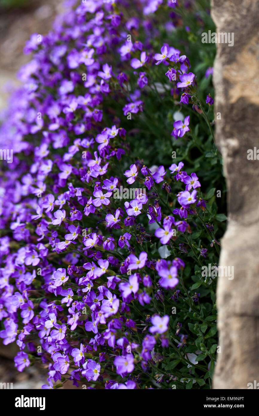 Rock Cress Aubrieta deltoidea, rock garden clump alpine plant Stock Photo