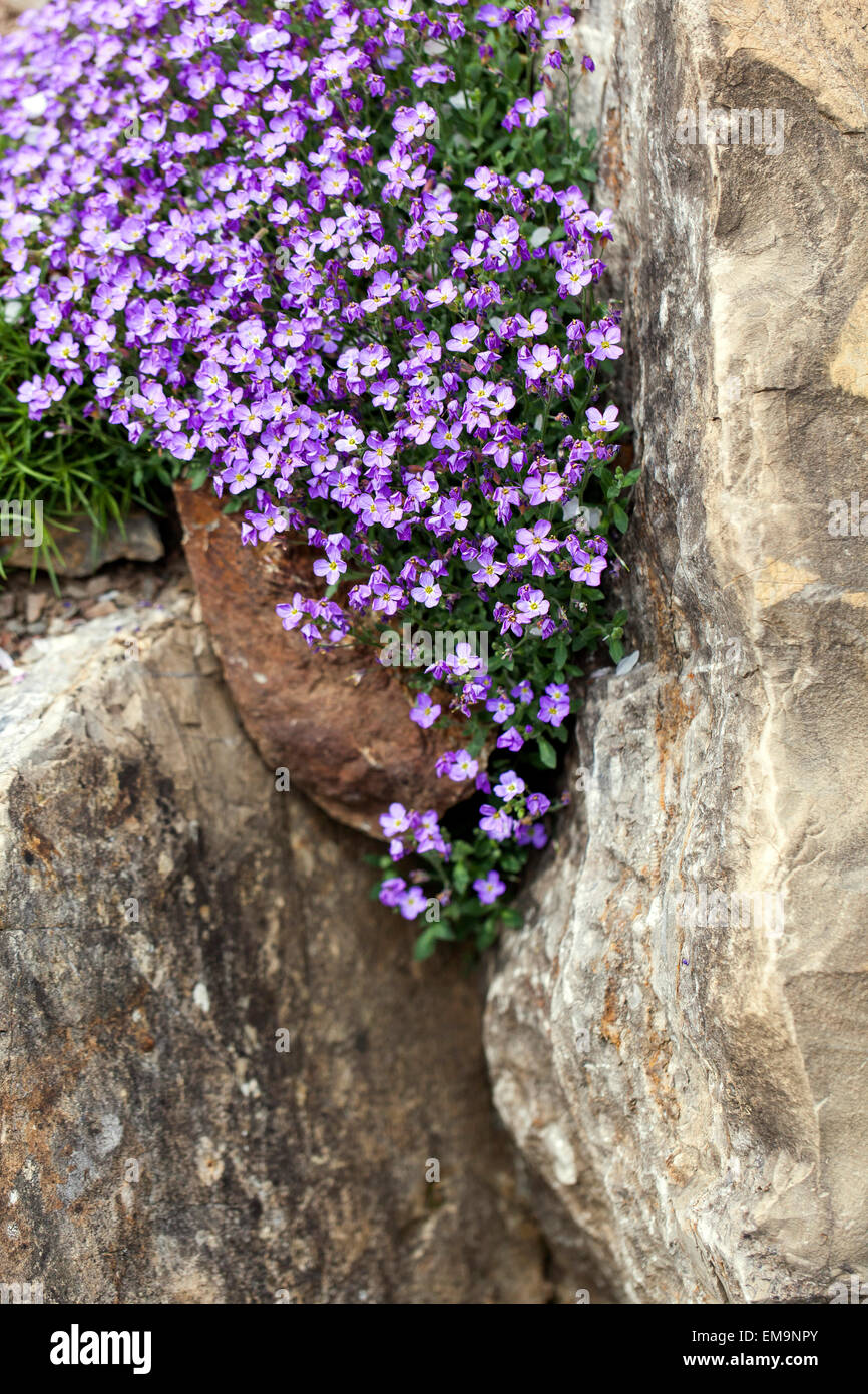 Rock Cress Aubrieta deltoidea, rock garden plant growing in rock Stock Photo