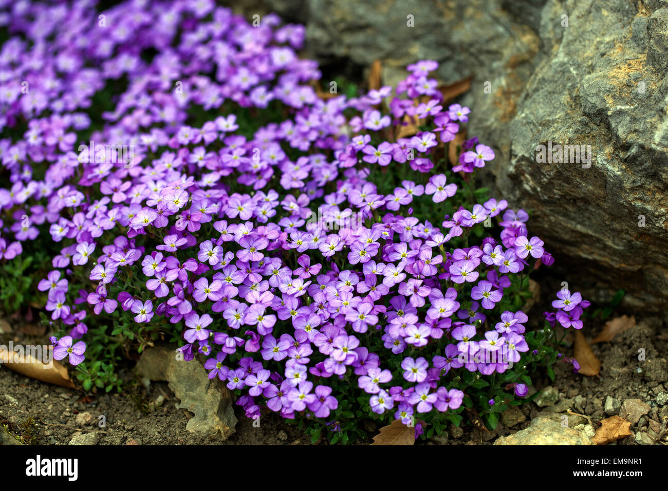 Purple Rock Cress Aubrieta deltoidea Stock Photo