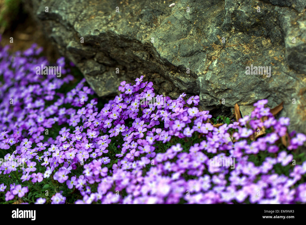 Rock Cress Aubrieta deltoidea, rock garden purple blossoms, plant growing in rock Stock Photo