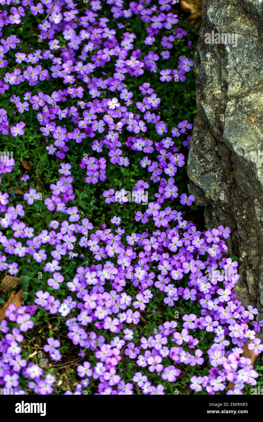 Rock Cress Aubrieta deltoidea, rock garden alpine plant garden Stock Photo