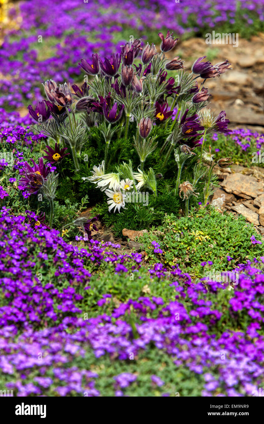 Pasque flower, Pulsatilla vulgaris blooming on rockery garden in Early spring Stock Photo