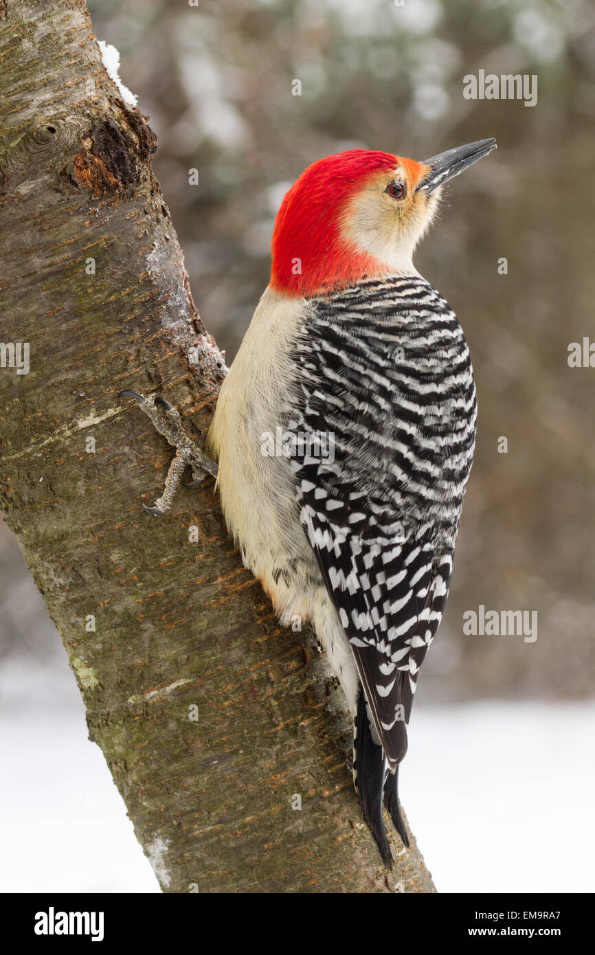 A red-bellied woodpecker on an mountain ash tree. Stock Photo