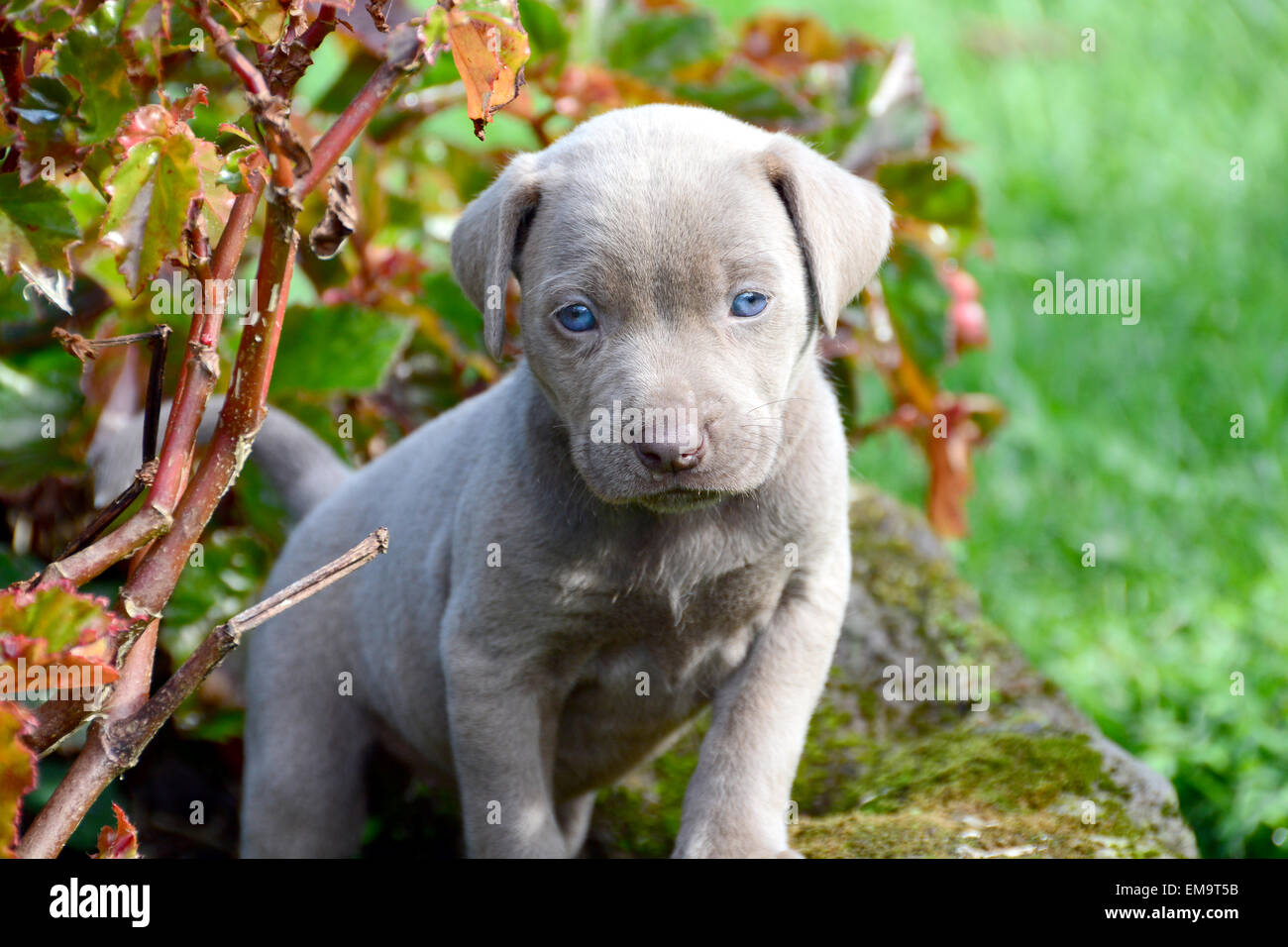 cute weimaraner puppies