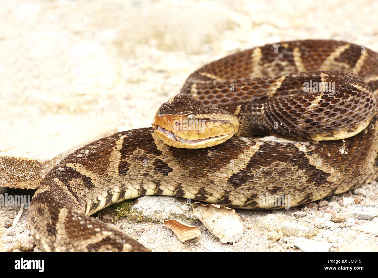 Bothrops asper a venomous pit viper  also called Ferdelance laying on sandy ground ready to strike Stock Photo
