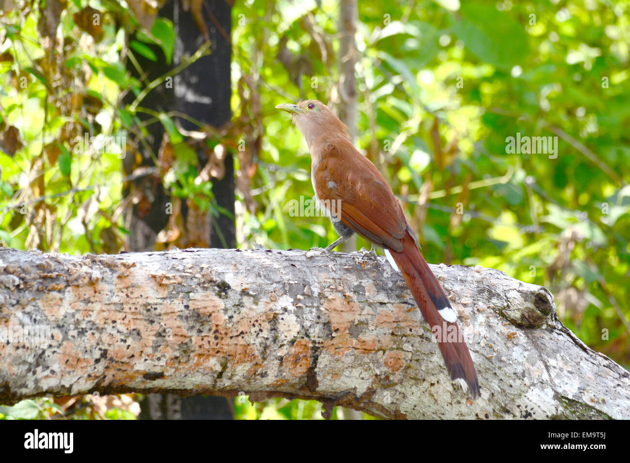 Beautiful Squirrel Cuckoo (Piaya cayana) bird on a fallen tree branch in the forest of Panama Stock Photo