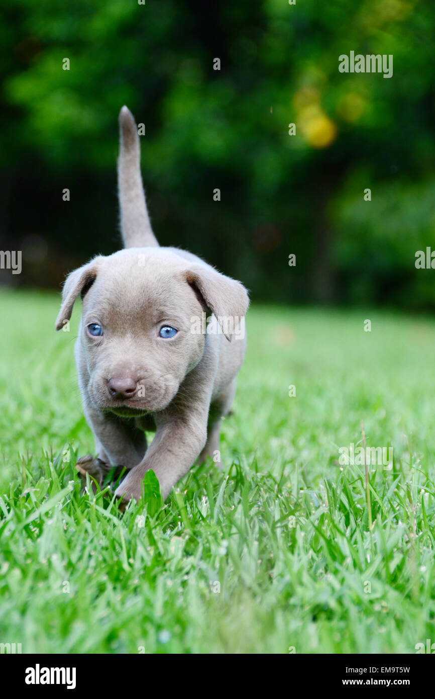Weimaraner puppy walking on grass outdoors Stock Photo