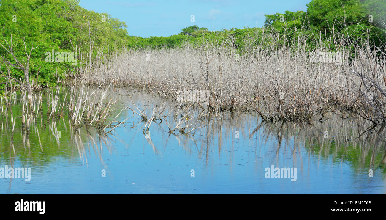 Dried mangrove tree trunks in salt water with a blue sky and reflection on water Stock Photo