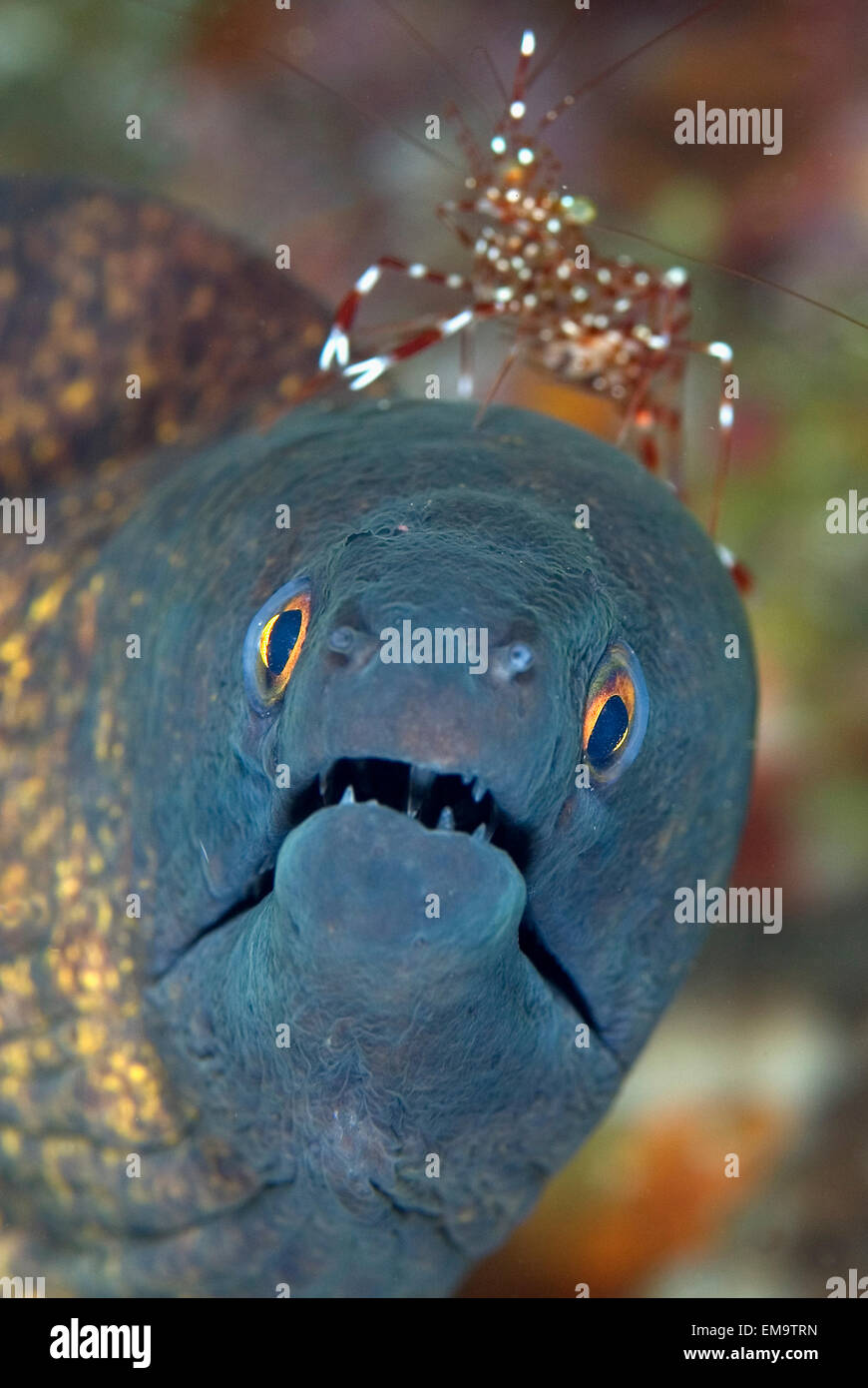 Indonesia, Komodo, Moray Eel (Gymnothorax Flavimarginatus) With Cleaner Shrimp Stock Photo