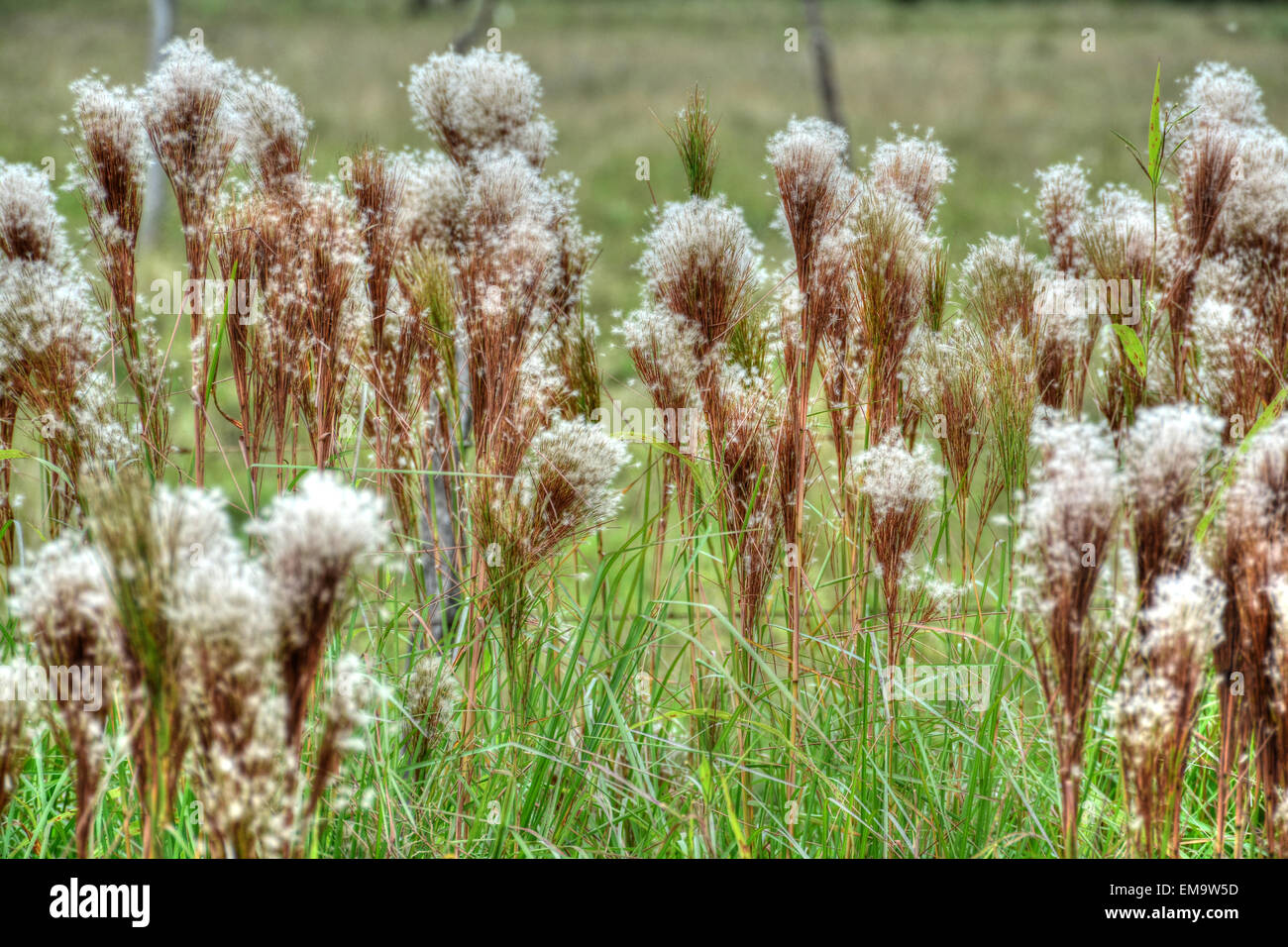 Green lawn with tall grass hi-res stock photography and images - Alamy