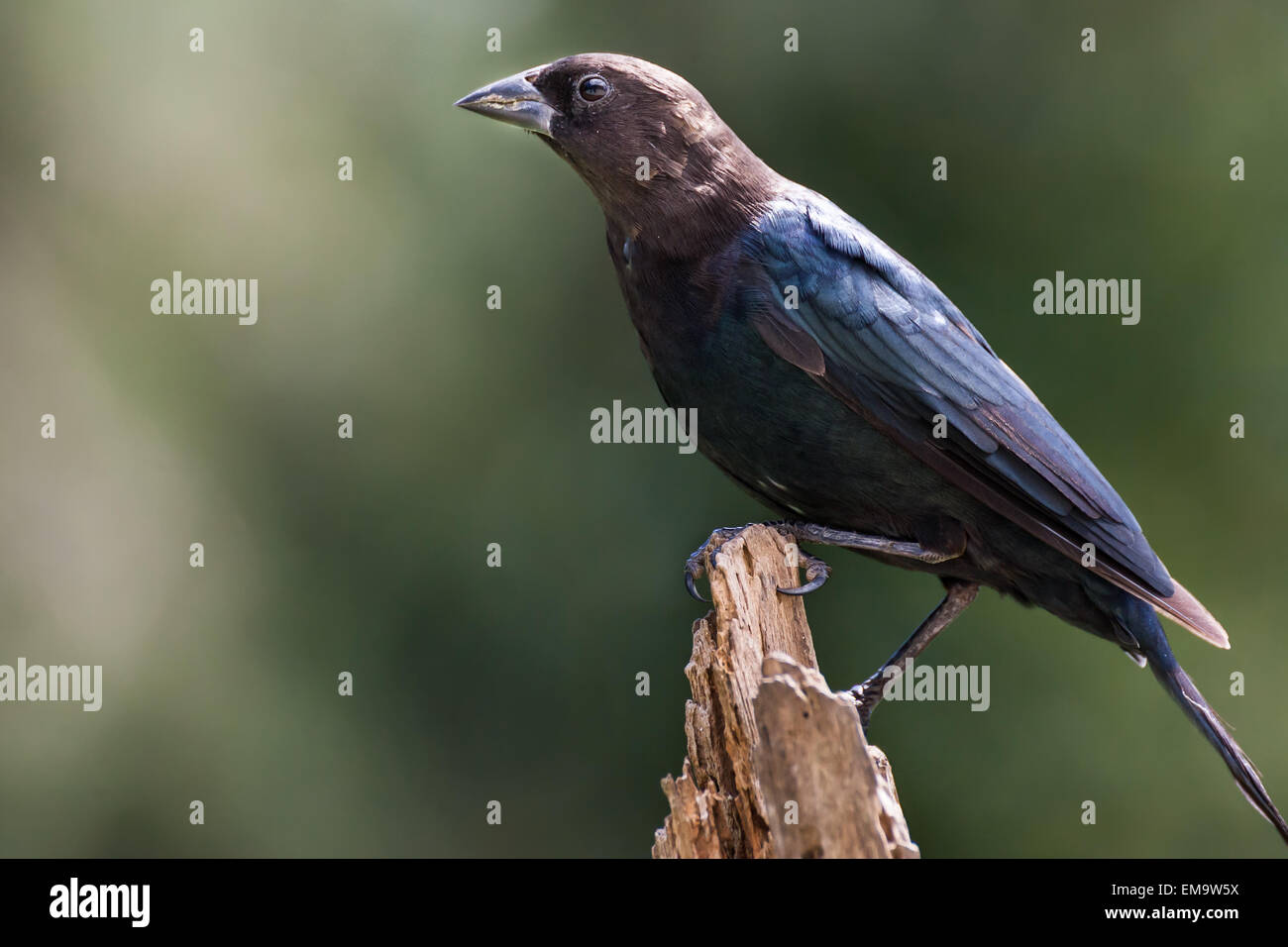 A male brown-headed cowbird perched in late summer during migration. Stock Photo