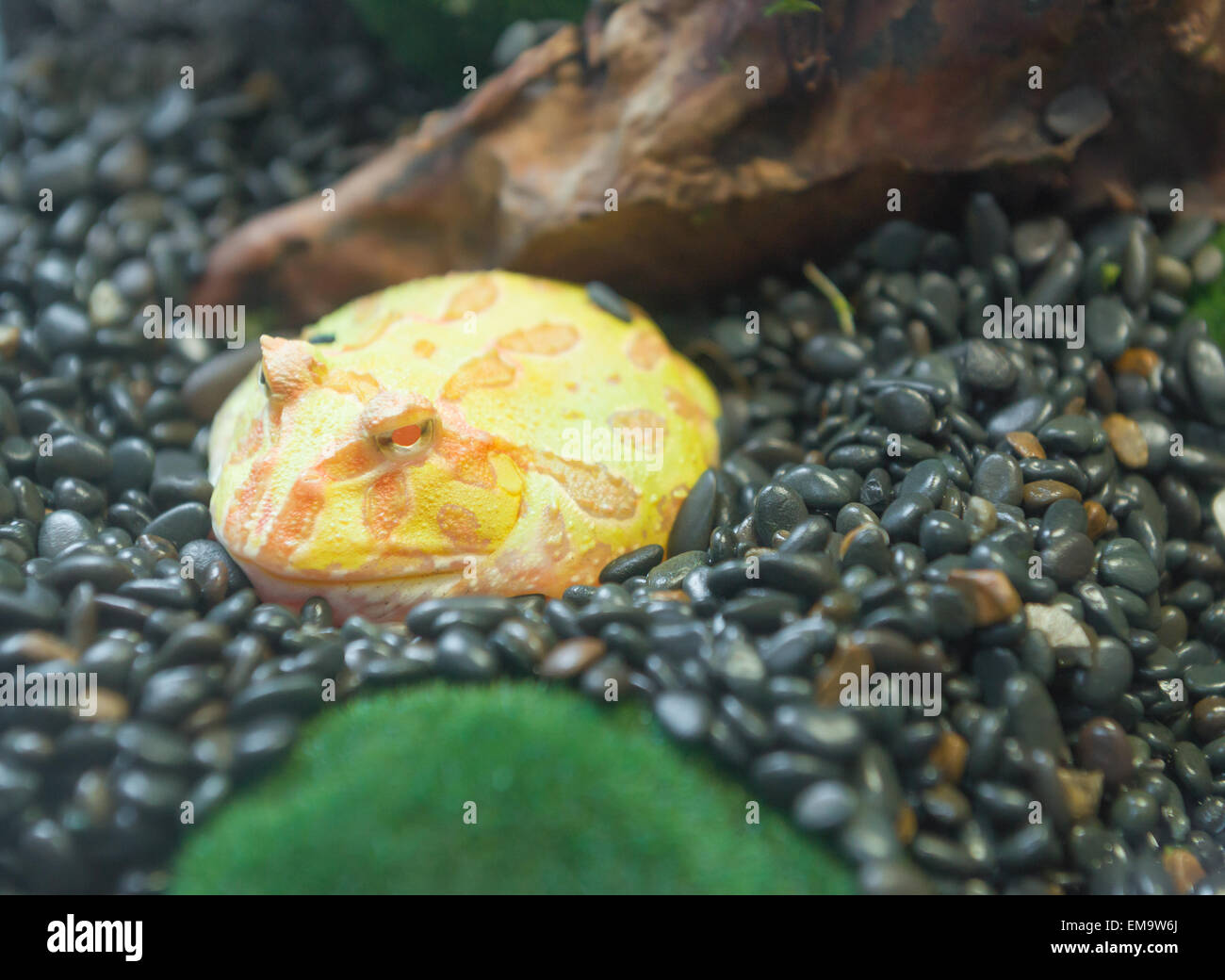 yellow frog in a tank Stock Photo