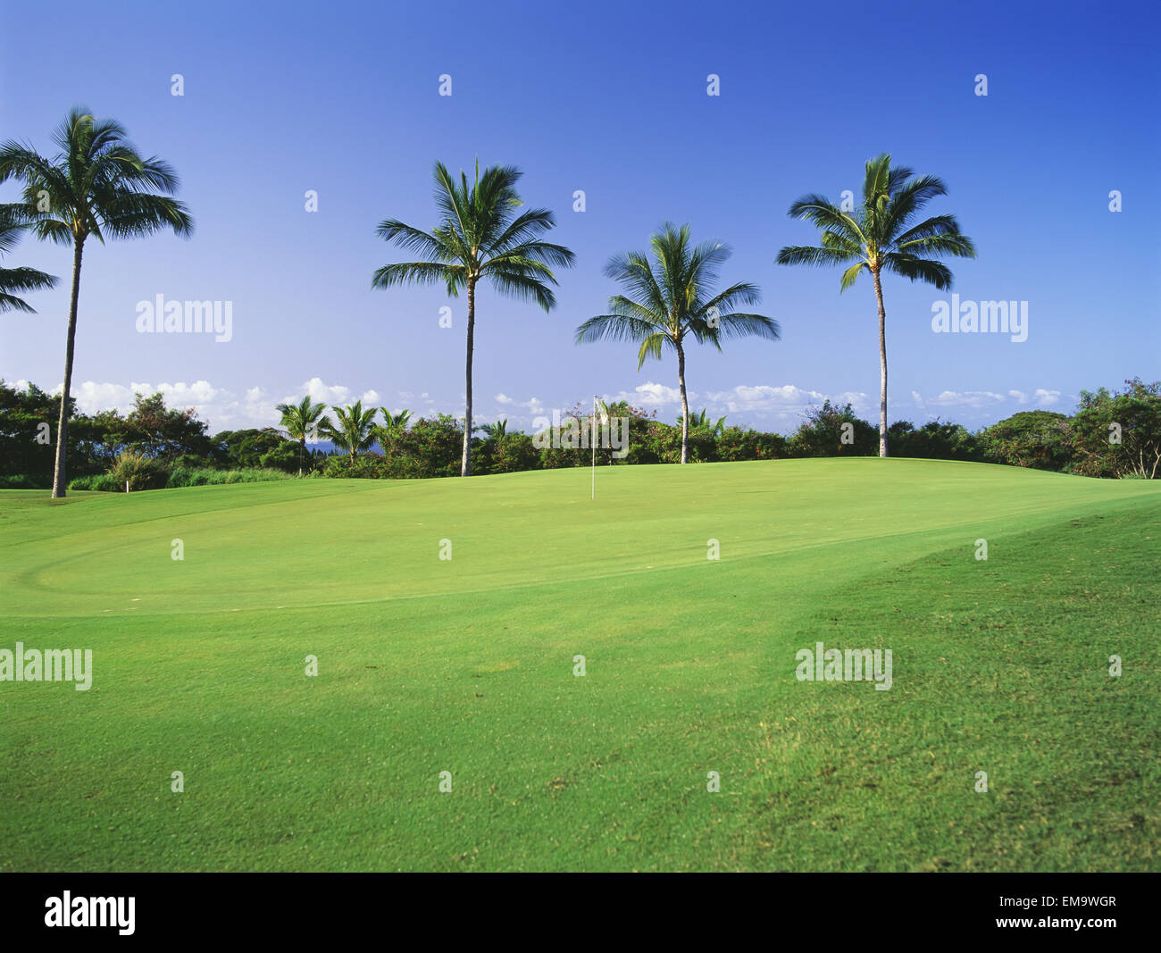 Hawaii Oahu Makaha Resort West Golf Course Pallm Trees On The Green Hawaii Oahu Makaha Resort West Golf Course Pallm Trees On The Green