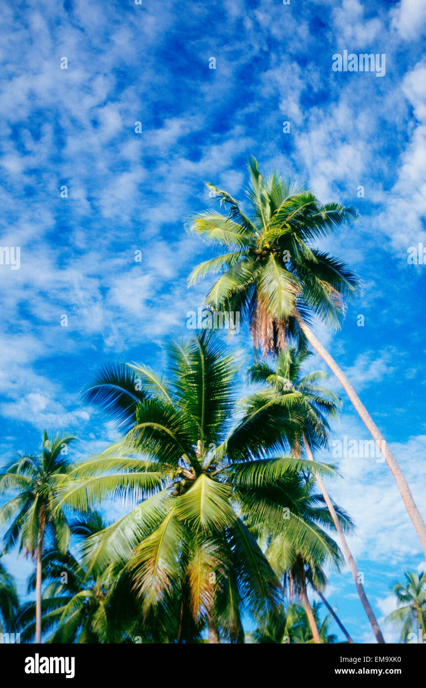 Line of towering palm trees hi-res stock photography and images - Alamy