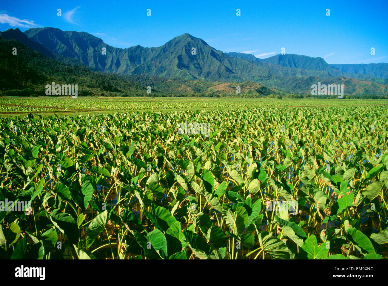 Hanalei plantation hires stock photography and images Alamy