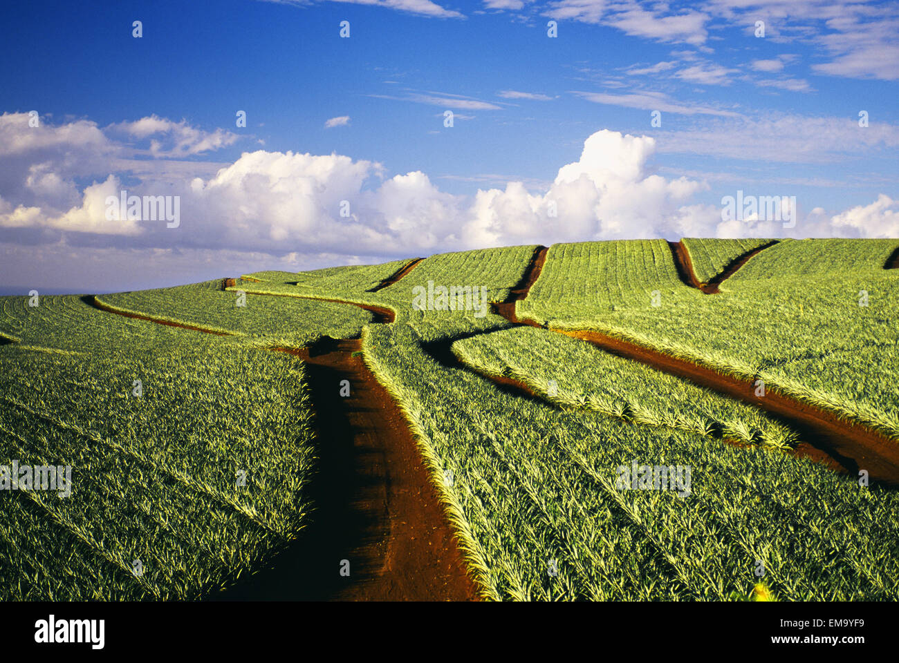 Hawaii, Maui, Pukalani, Pineapple Fields Stretch Out To The Horizon
