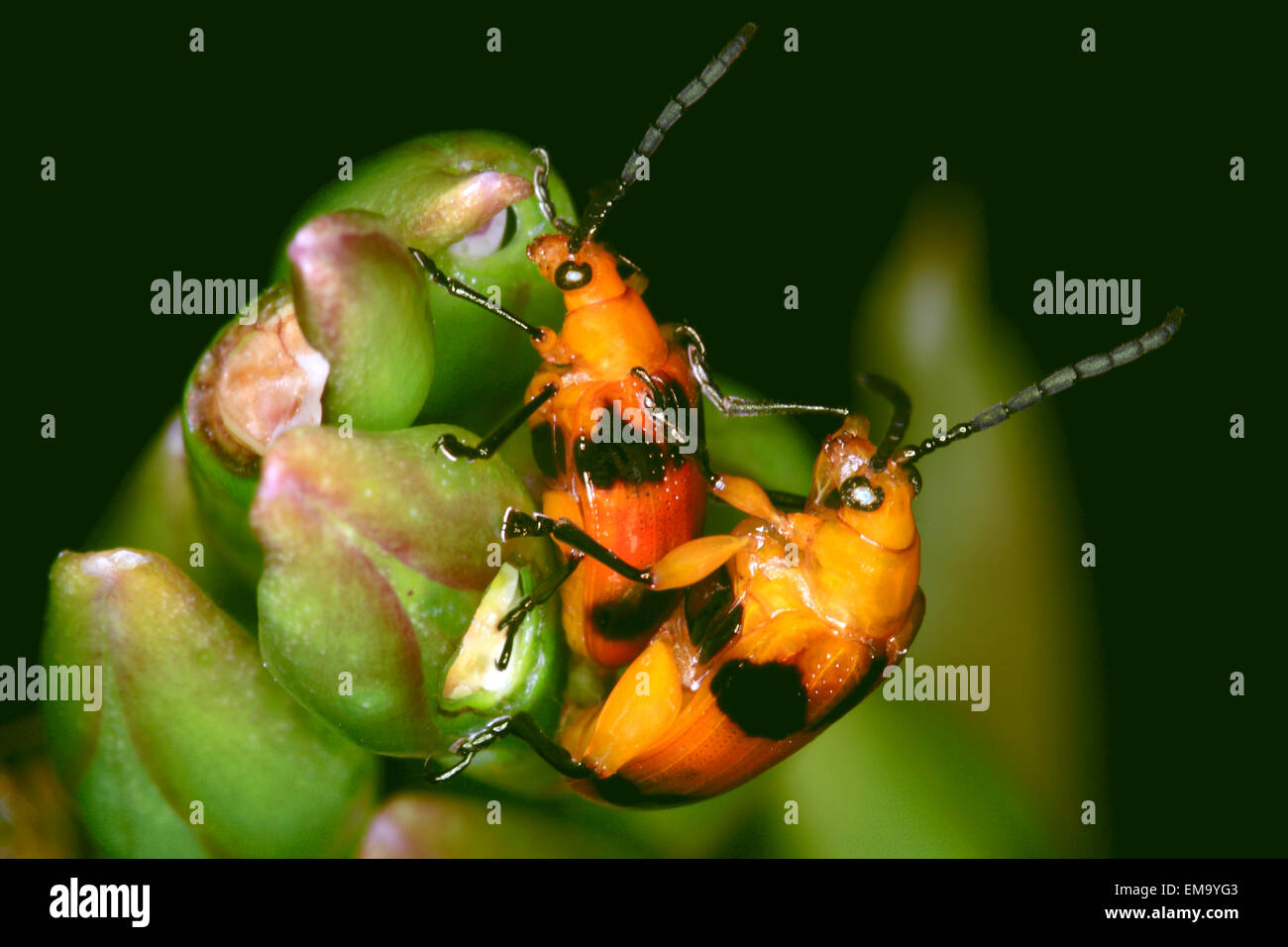 Mating Dendrobium Beetles, Stethopachys formosa. Size approximately 6mm. Stock Photo