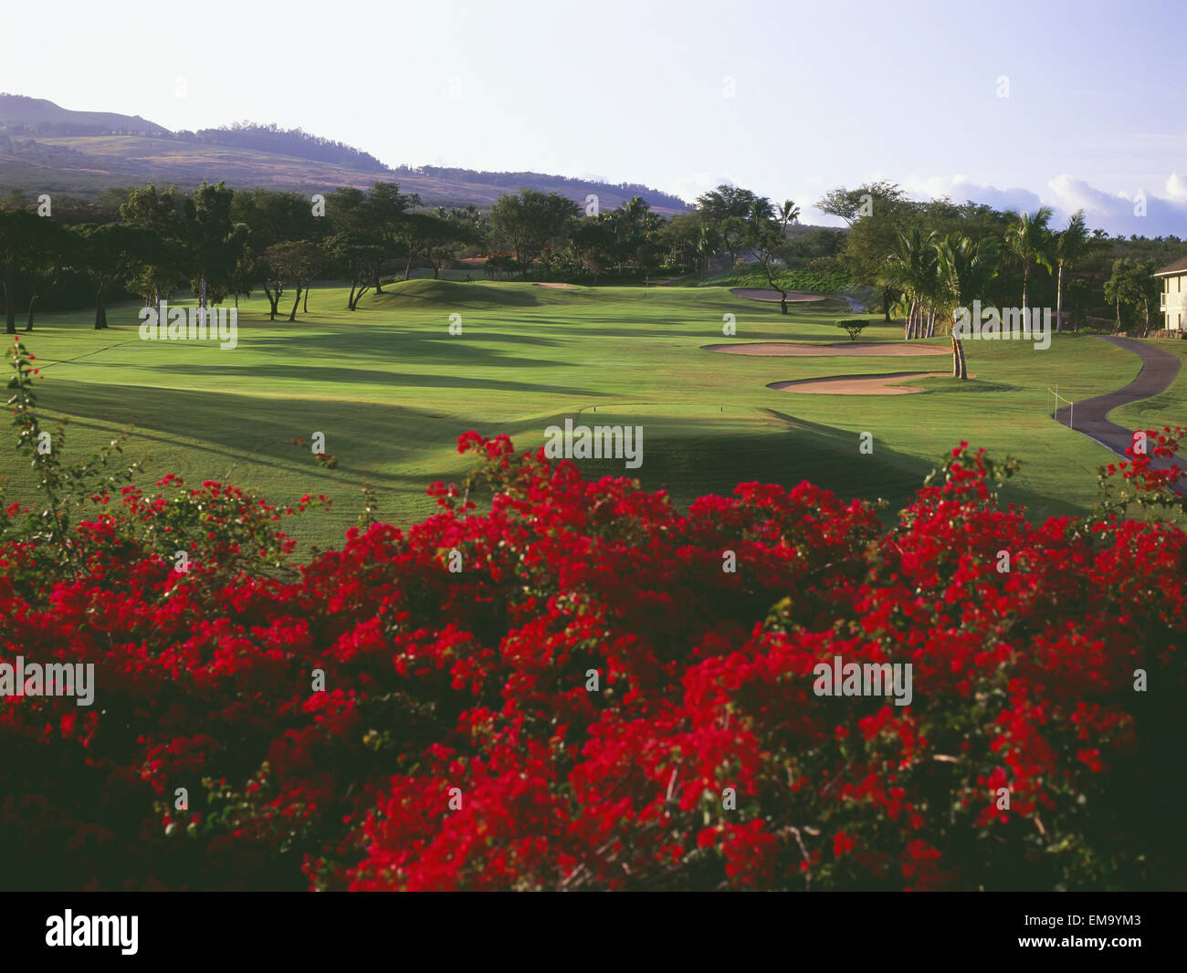 Hawaii Maui Wailea Resort Golf Course Blue Course Bright Pink