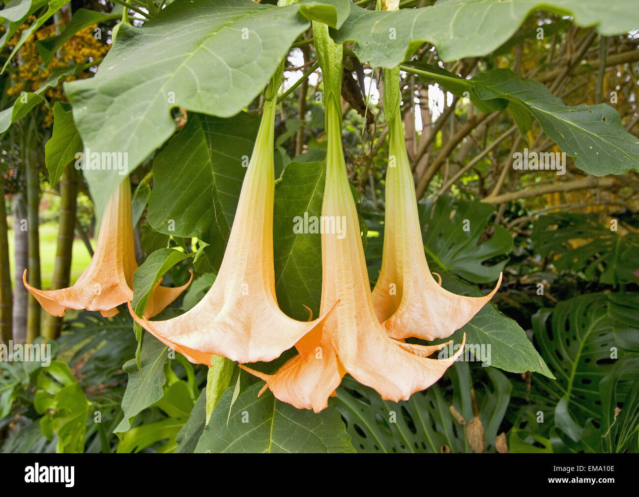 Hawaii, Big Island, Kona, Close-Up Of Angel's Trumpet Blossoms Stock Photo
