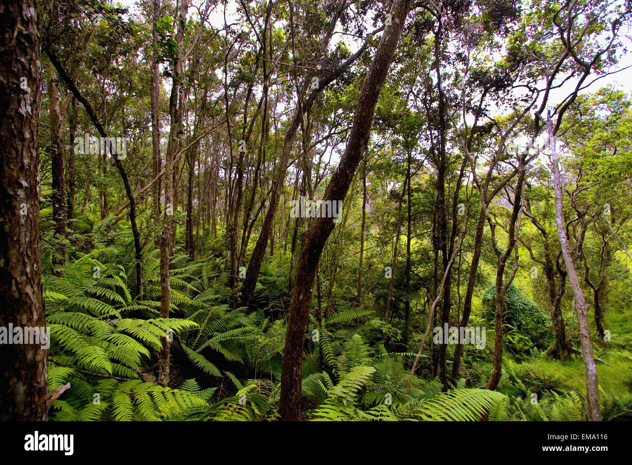 Hawaii big island forest ferns hires stock photography and images Alamy