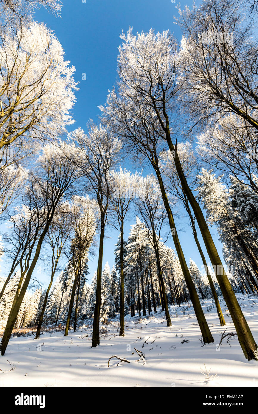 snow covered branches of a tree under blue sky Stock Photo - Alamy
