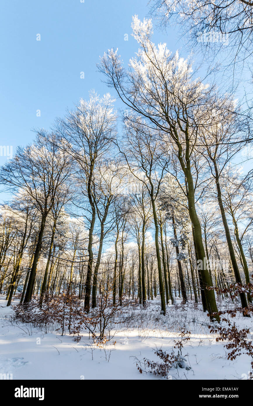 snow covered branches of a tree under blue sky Stock Photo - Alamy