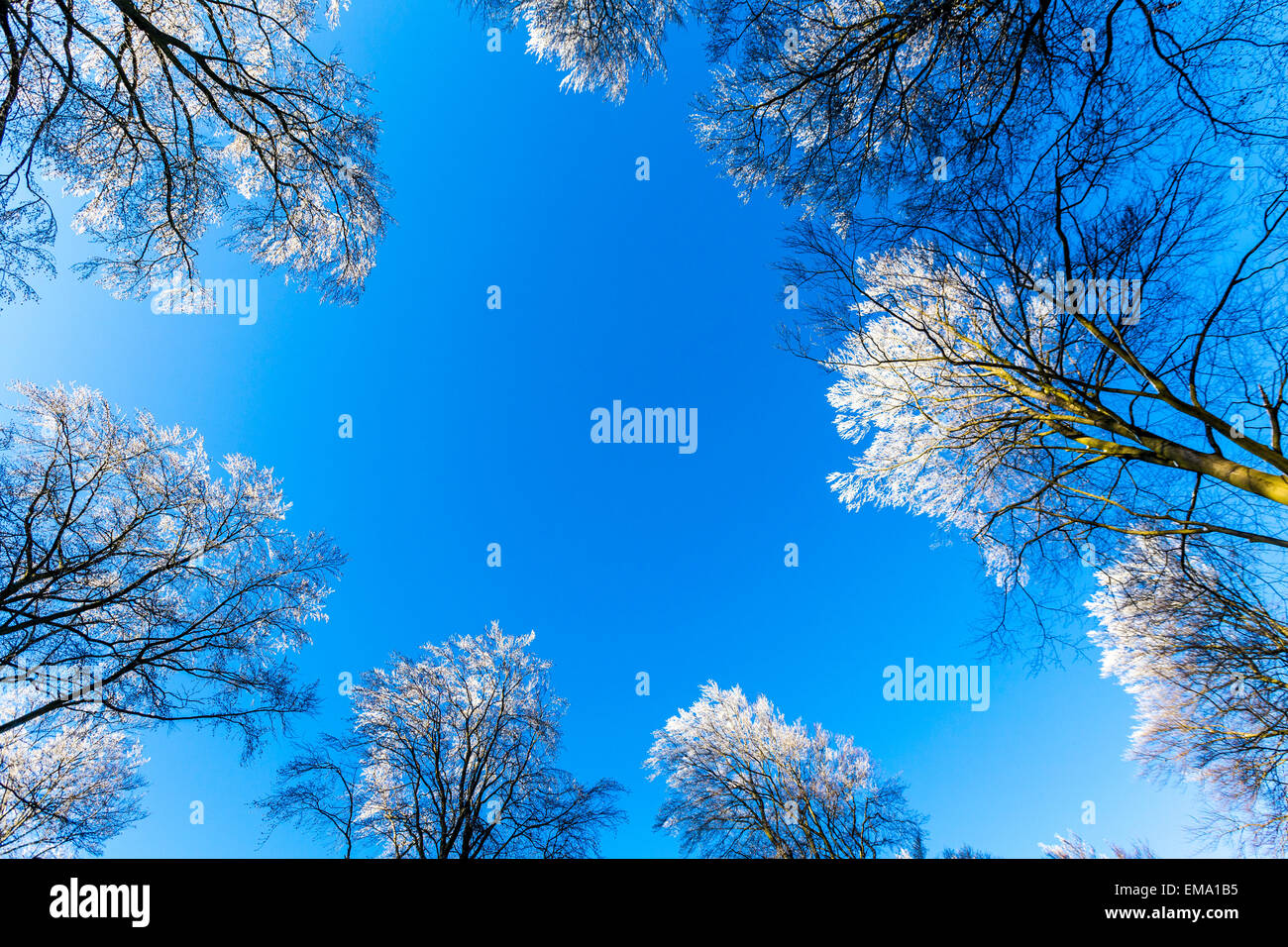 snow covered branches of a tree under blue sky Stock Photo - Alamy