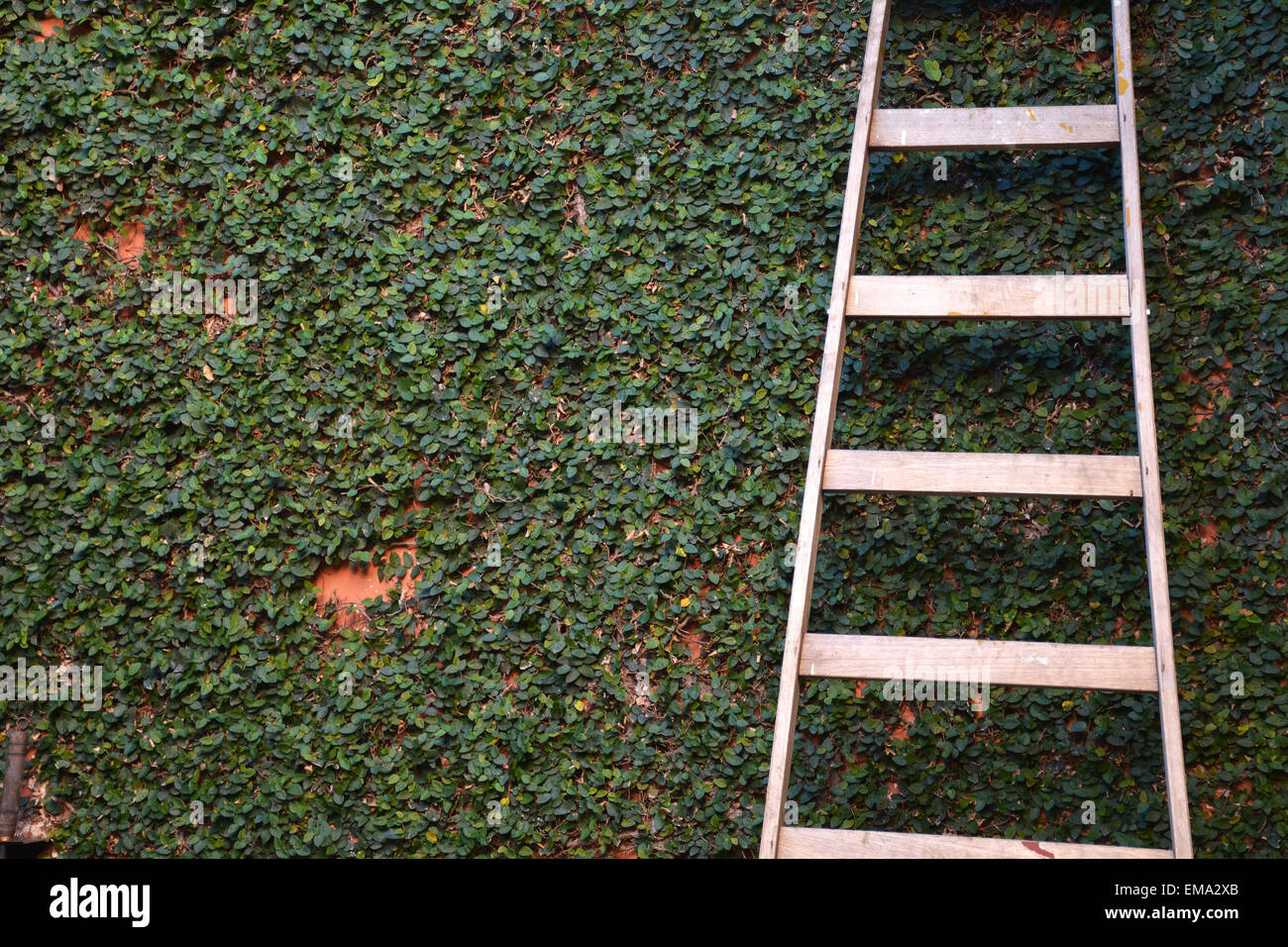 Long ladder on trimmed tree wall. Old concept Stock Photo - Alamy