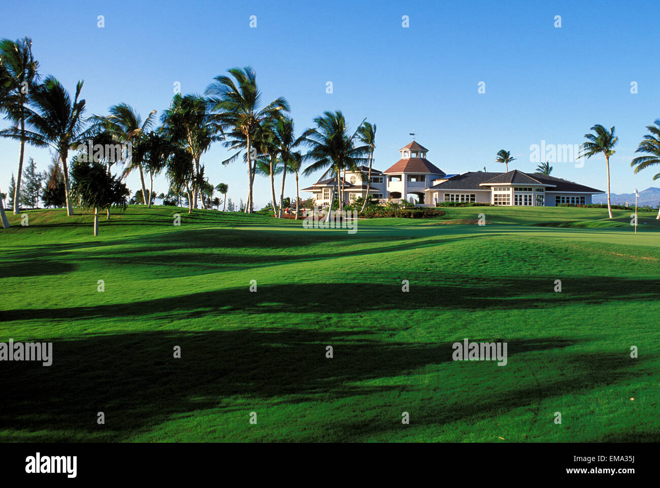 Hawaii, Big Island, Kings Club Waikaloa Golf Course, Wind Blown Palms. Stock Photo