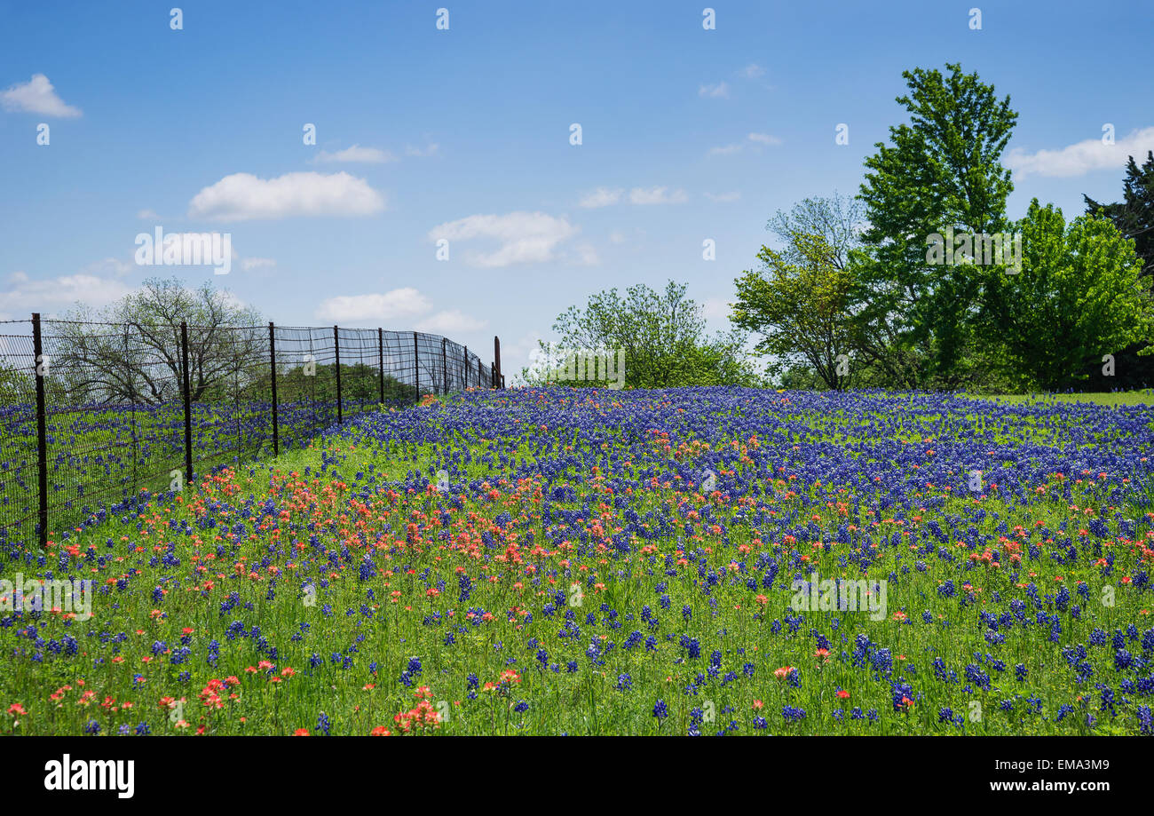 Field of Bluebonnet and Indian Paintbrush flowers in bloom along a fence in Texas spring Stock Photo