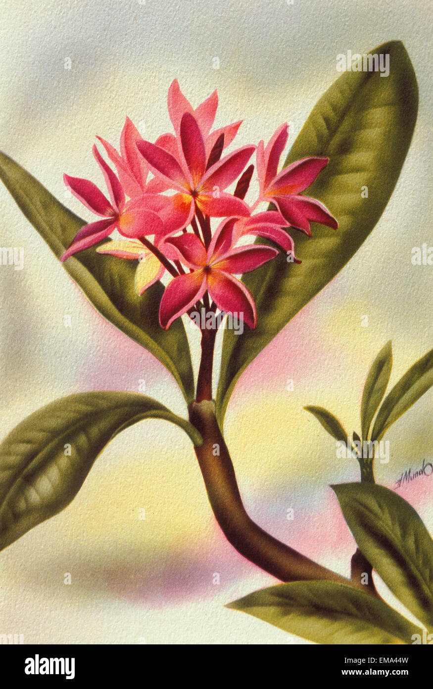 C.1940 Hawaii, Art, Pink Plumeria On Branch Stock Photo