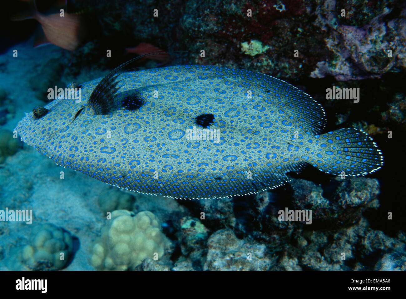 Hawaii, Manyray Flounder (Bothus Mancus) Over Coral Reef, Colorful A83H