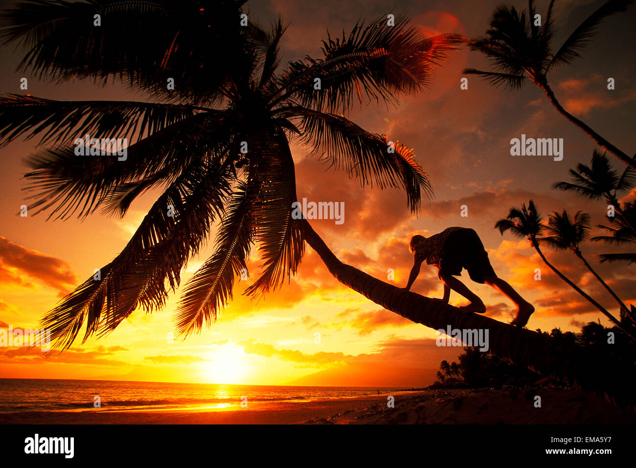 Hawaii, Maui, Kihei, Kamaole One, Sunset, Boy Climbing Slanted Coconut Tree Stock Photo