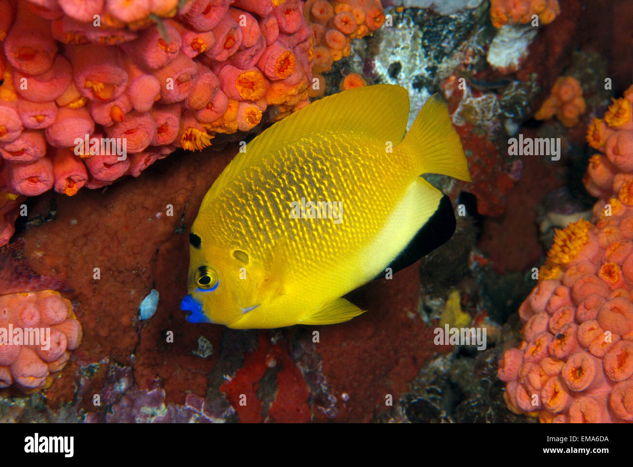 Indonesia, Three Spot Angelfish (Apolemichthys Trimaculatus) Stonycup Coral B1962 Stock Photo