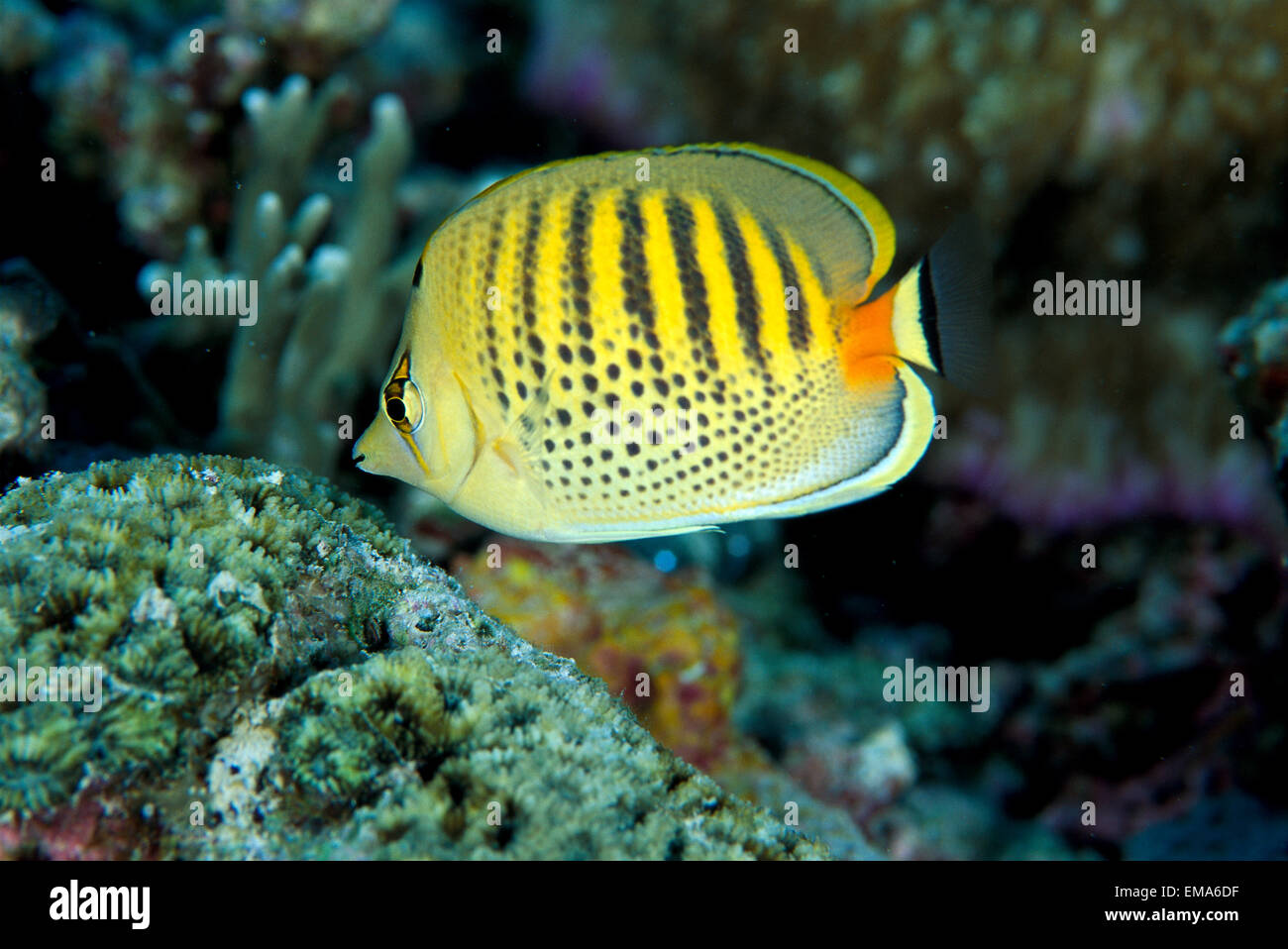 Micronesia, Spot-Banded Butterflyfish (Chaetodon Punctatofasciatus) B1968 Stock Photo