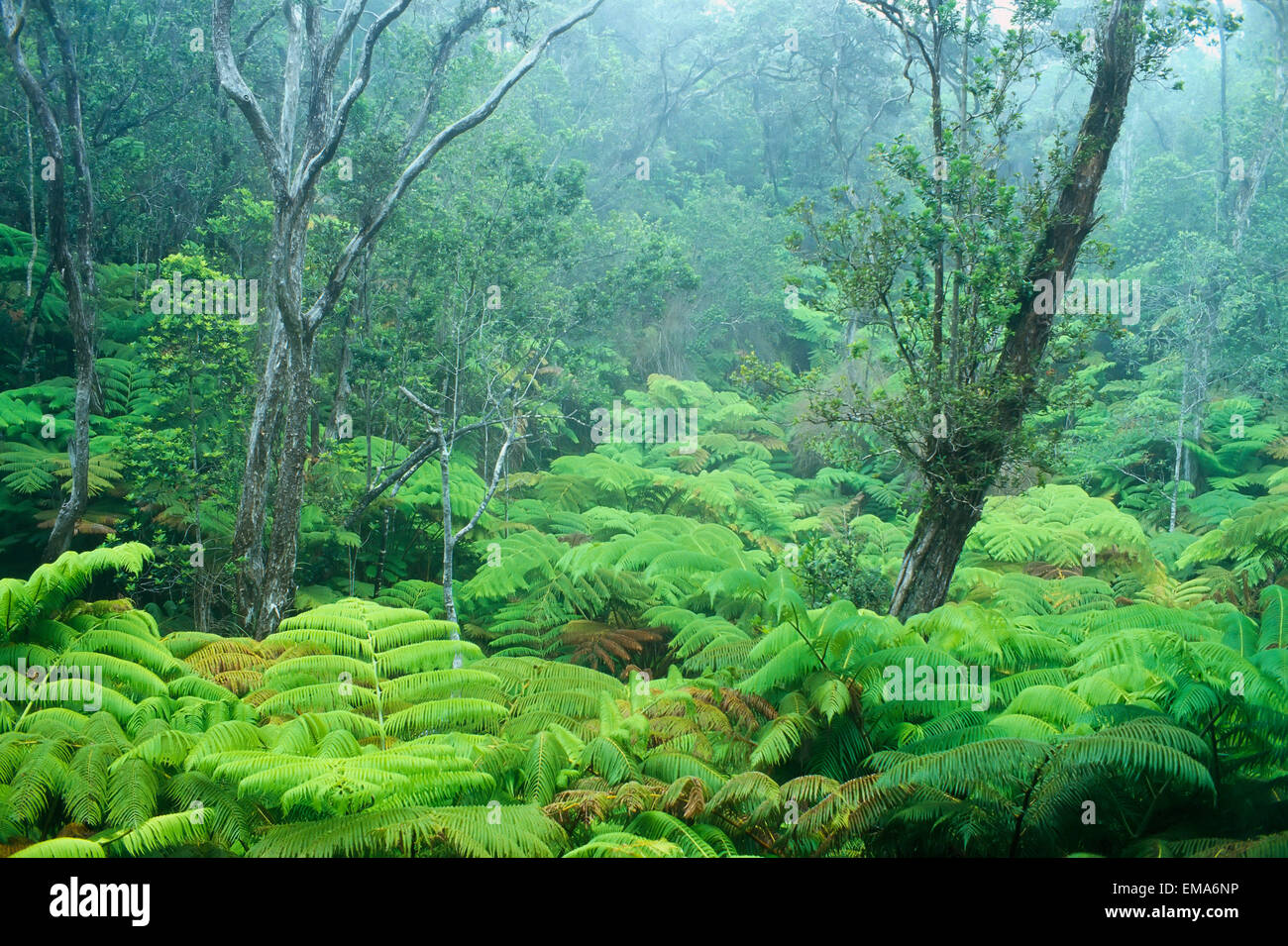 hawaii-big-island-hawaii-volcanoes-national-park-tree-fern-ohia-rain