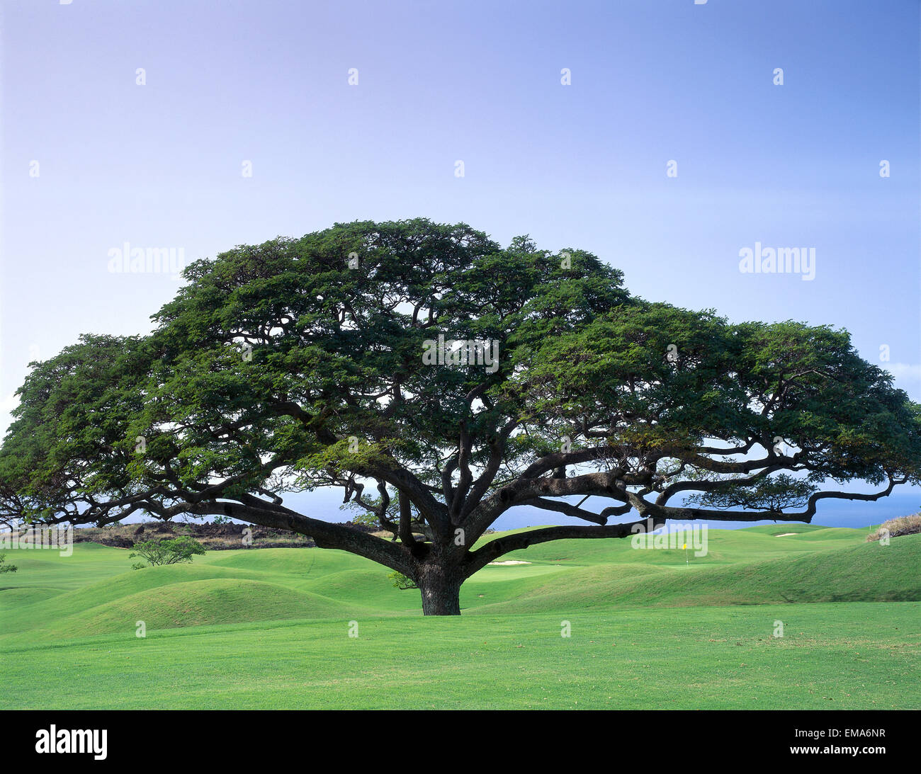 Monkeypod tree hires stock photography and images Alamy