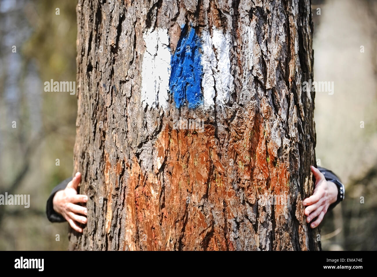 Human hands embracing a tree marked with a blue stripe hiking trail sign Stock Photo
