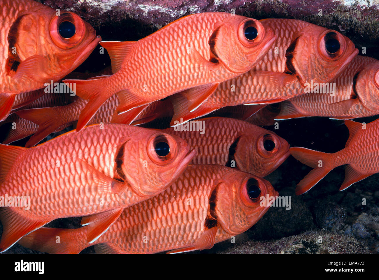 Hawaii, Shoulderbar Soldierfish (Myripristis Kuntee) Close-Up Group B1919 Stock Photo