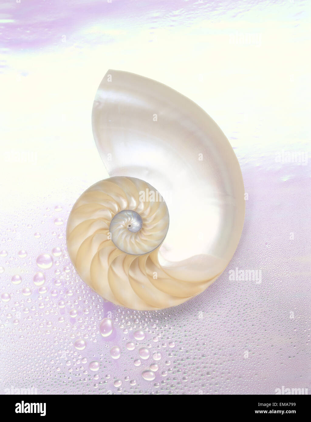 Pearl Nautilus Shell Cut In Half, Showing Chambers, On Pearly Background B1479 Stock Photo Alamy