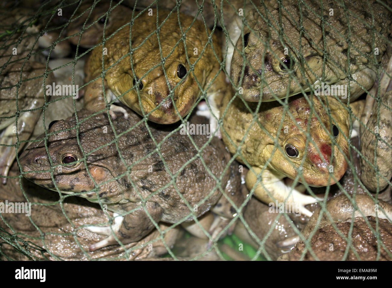 East-Asian Bullfrogs Hoplobatrachus rugulosus in net for sale in a Thai market Stock Photo