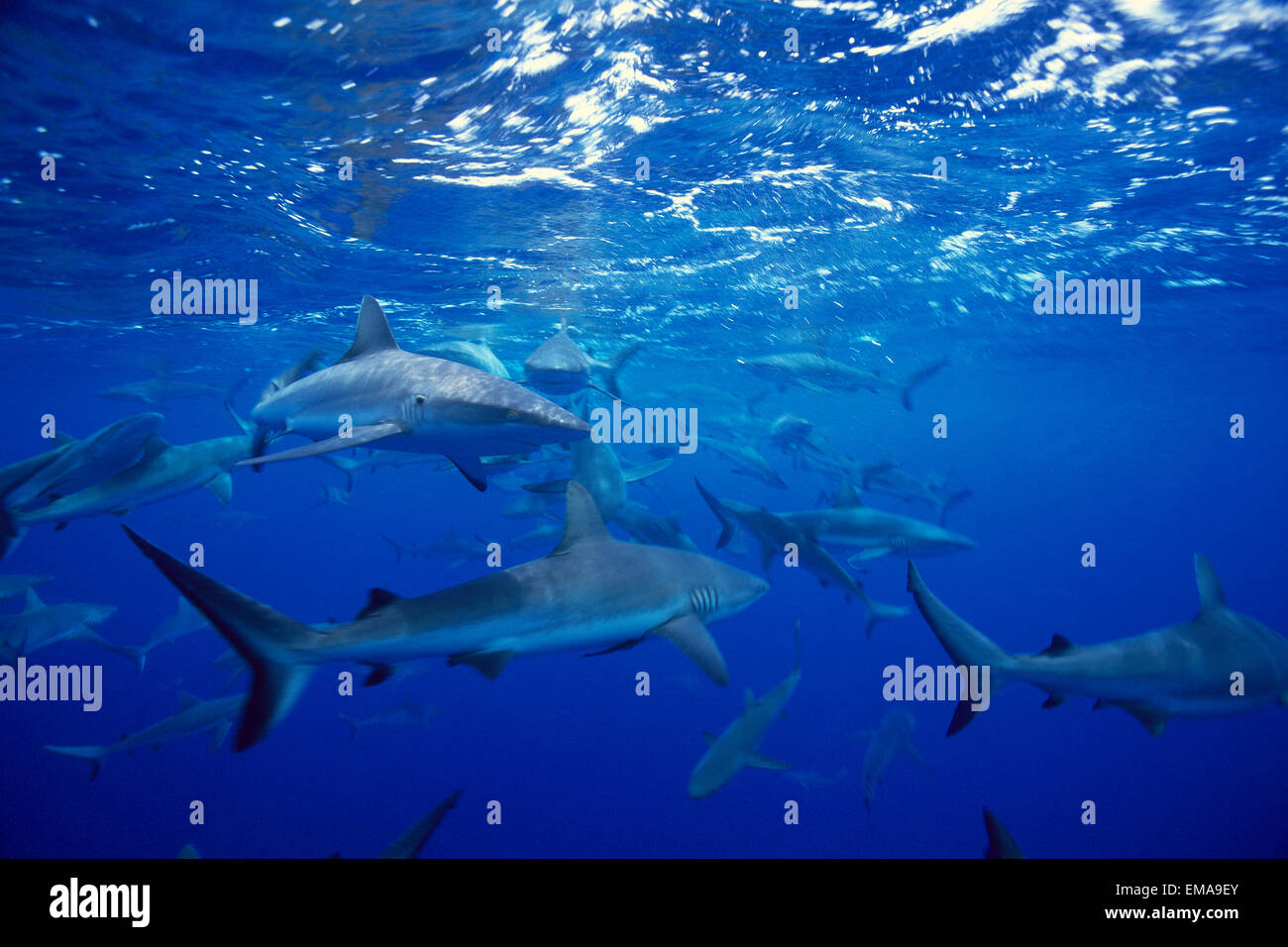 Marshall Islands, Bikini Atoll, School Of Gray Reef Sharks Below Surface  (Carcharhinus Melanopteres) C2066 Stock Photo - Alamy