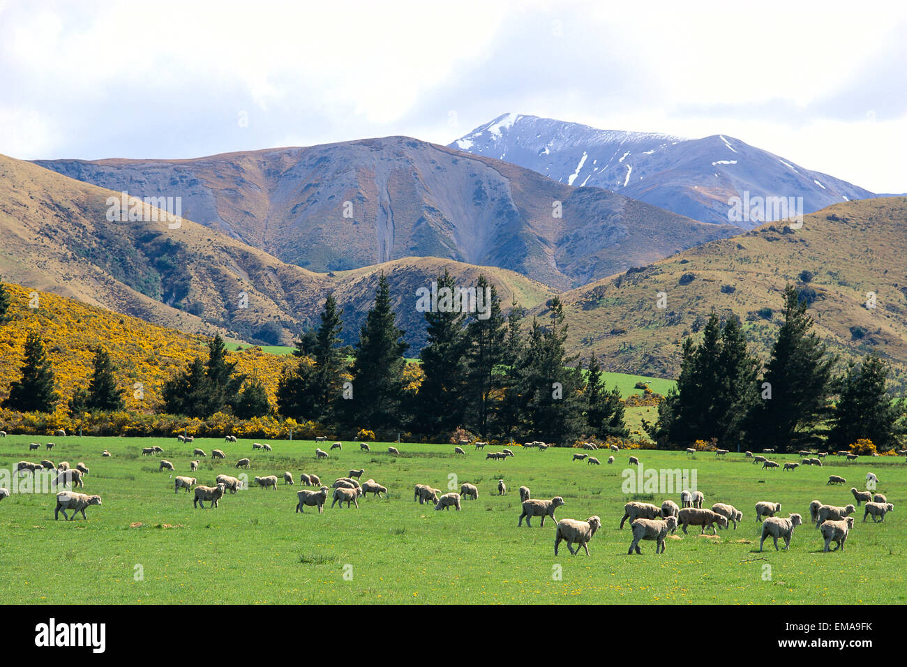 New Zealand South Island Sheep Grazing In Fields Mountains In Stock Photo Alamy
