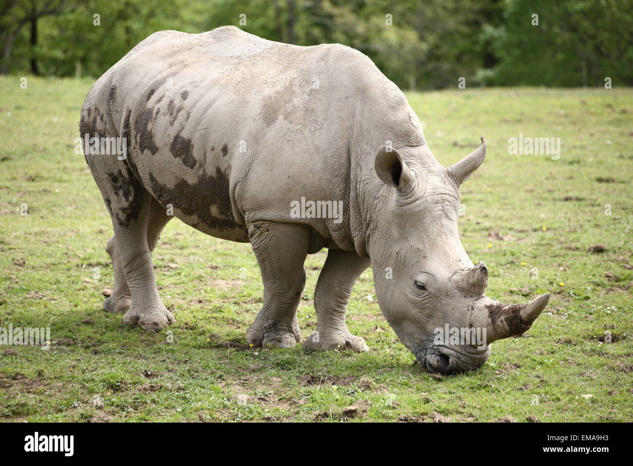 A lone male White Rhino. Stock Photo