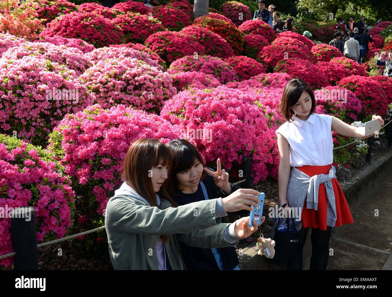 (150418) -- TOKYO, April 18, 2015 (Xinhua) -- Visitors take pictures with Rhododendron flowers at the Nedu Jinja in Tokyo, Japan, April 18, 2015. Around 1000 species of rhododendron are in blossom here. (Xinhua/Ma Ping) (zcc) Stock Photo
