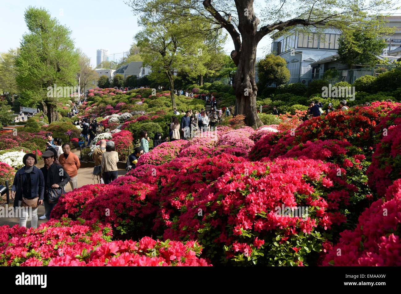(150418) -- TOKYO, April 18, 2015 (Xinhua) -- Visitors appreciate Rhododendron flowers at the Nedu Jinja in Tokyo, Japan, April 18, 2015. Around 1000 species of rhododendron are in blossom here. (Xinhua/Ma Ping) (zcc) Stock Photo