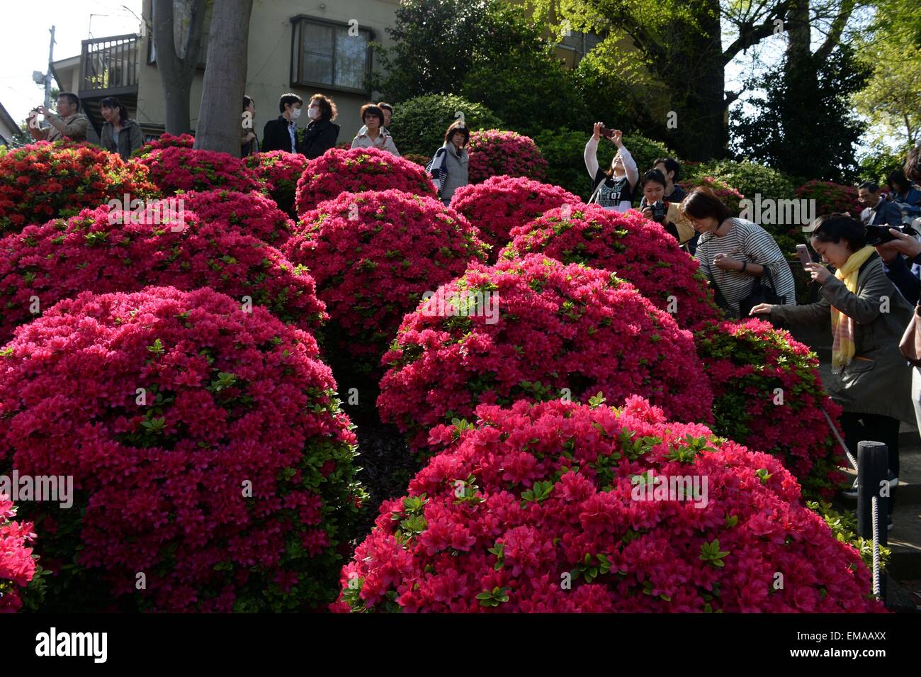 (150418) -- TOKYO, April 18, 2015 (Xinhua) -- Visitors appreciate Rhododendron flowers at the Nedu Jinja in Tokyo, Japan, April 18, 2015. Around 1000 species of rhododendron are in blossom here. (Xinhua/Ma Ping) (zcc) Stock Photo